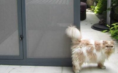 Who Let the Pets Out? How Security Screens Can Help Protect Your Pets